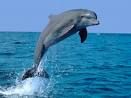 Immagine profilo di delfino-2009